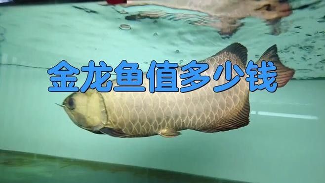 金龍魚的價(jià)格多少錢（成年金龍魚價(jià)格多少錢一條呆萌醬金龍魚一只多少錢）