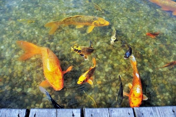 龍魚適應多少度的水溫合適（龍魚適應多少度水溫合適）