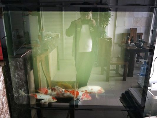 龍魚后背浮出水面的原因及解決方法龍魚是一種熱帶淡水魚（龍魚后背浮出水面怎么辦？）