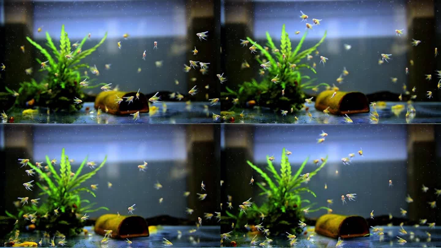 魚缸水草造景教程，初學(xué)者水草缸造景（水草缸造景教程）