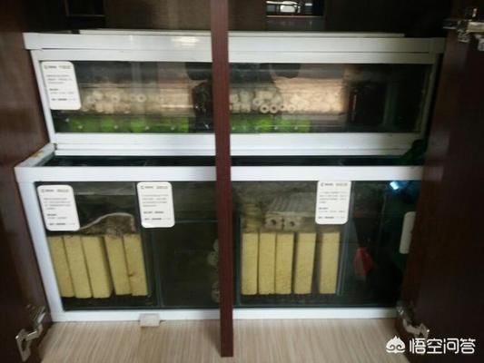 汕頭賣觀賞魚的地方有哪些店名和汕頭有什么魚（分享汕頭賣觀賞魚的地方有哪些店名和汕頭有什么魚的介紹）