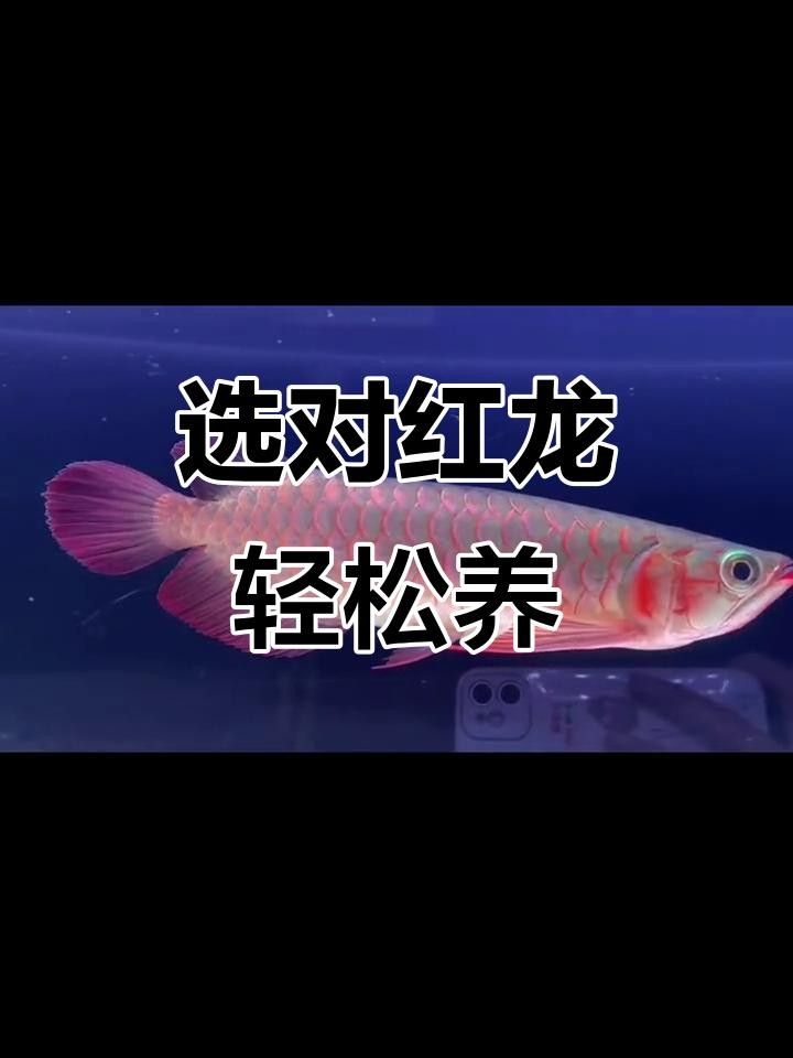 賽級紅龍魚品牌的相關信息，賽級紅龍魚品牌選購指南（如何挑選優質紅龍魚）