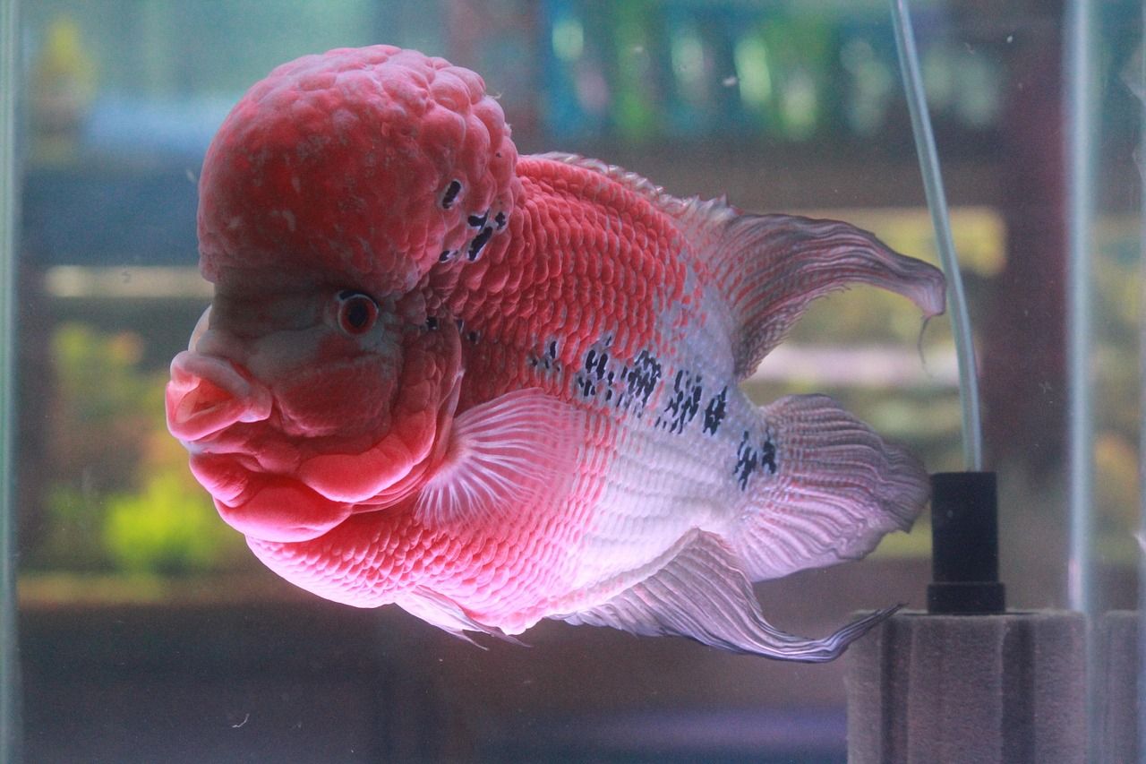 上海玻璃魚缸專賣店哪家質量好上海玻璃魚缸專賣店質量好（上海買魚缸去哪里）