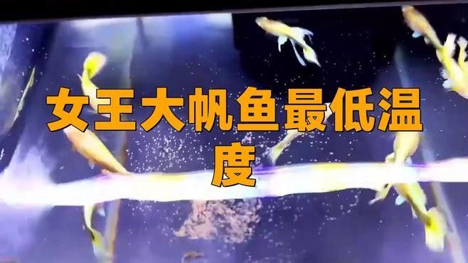 女王大帆魚的最低溫度（女王大帆魚最低溫度創(chuàng)新視界）