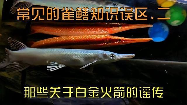 白化火箭魚能和哪些魚混養（白化火箭魚和什么魚混養）
