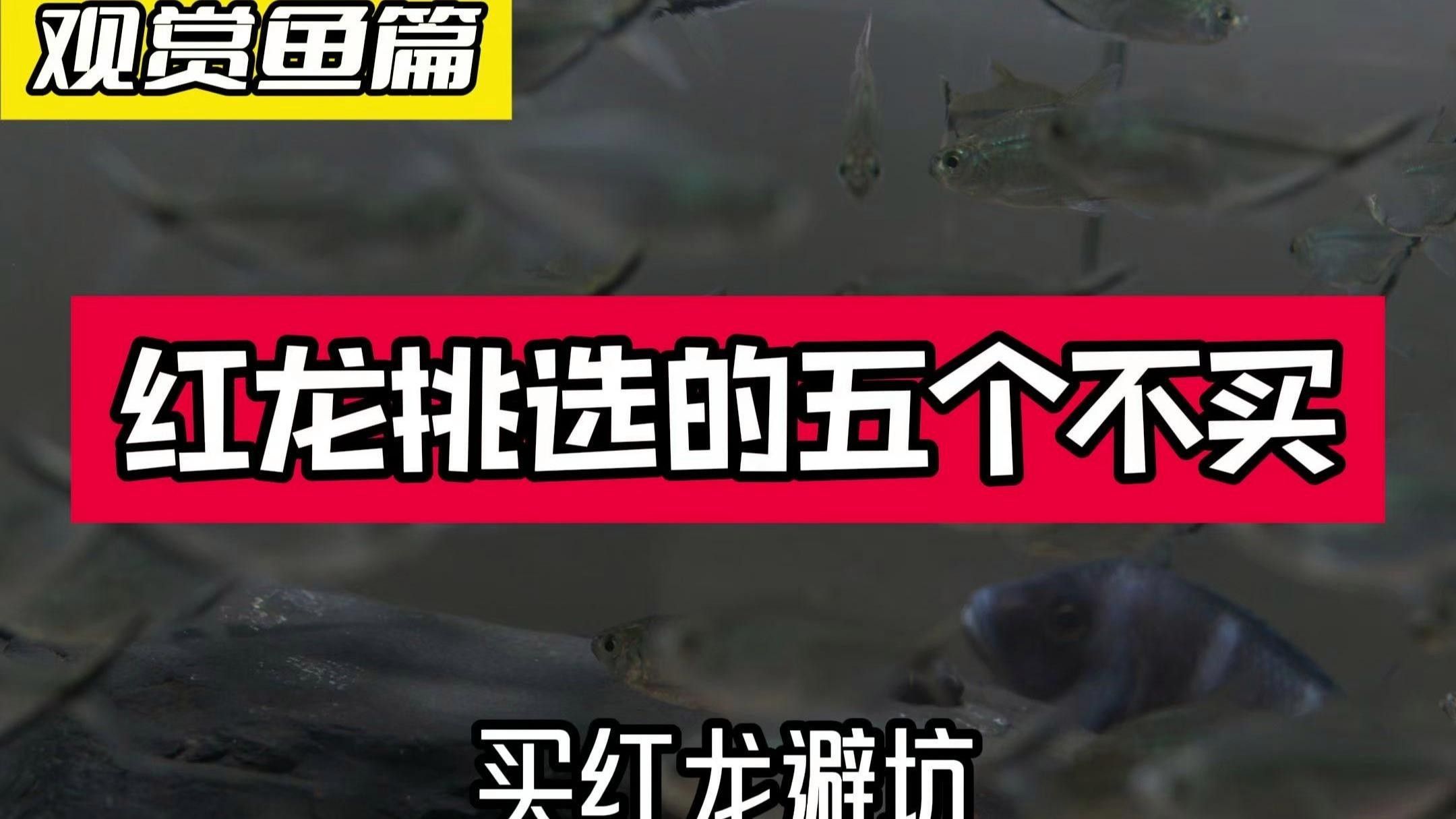 新手挑選紅龍魚時需要了解其基本特征和需求和需求（如何挑選優質紅龍魚）