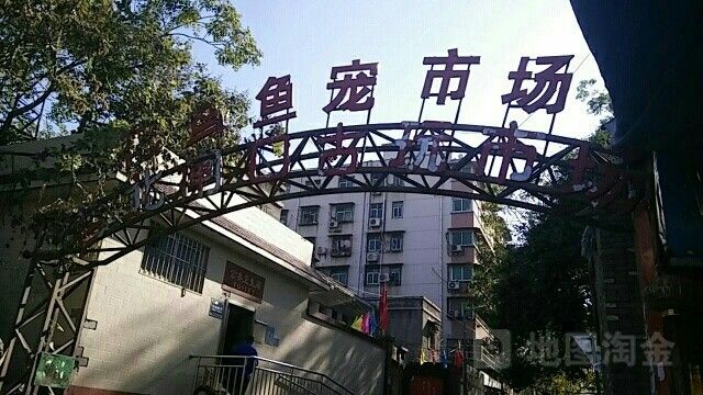 鄭州龍魚市場哪個最靠譜（鄭州最大的龍魚市場價格表廣州龍魚祥龍魚祥龍魚場聽）