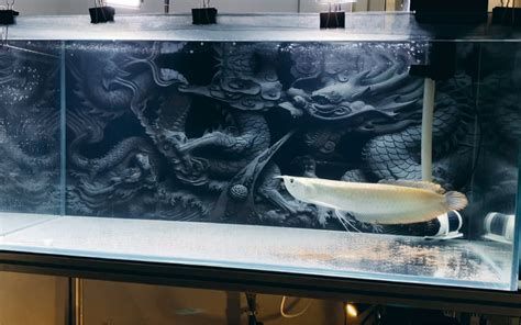 龍魚在水族箱中需要適應水流環境，判斷龍魚是否適應水流環境（如何判斷銀龍魚是否適應水流）