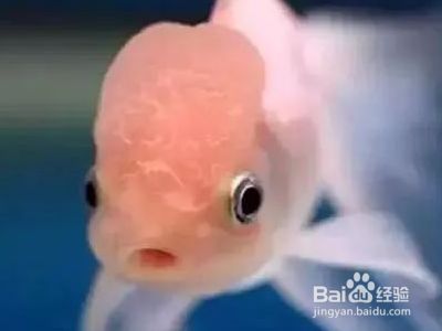 茶水養龍魚需要注意哪些問題？（茶水養龍魚的健康產生負面影響）