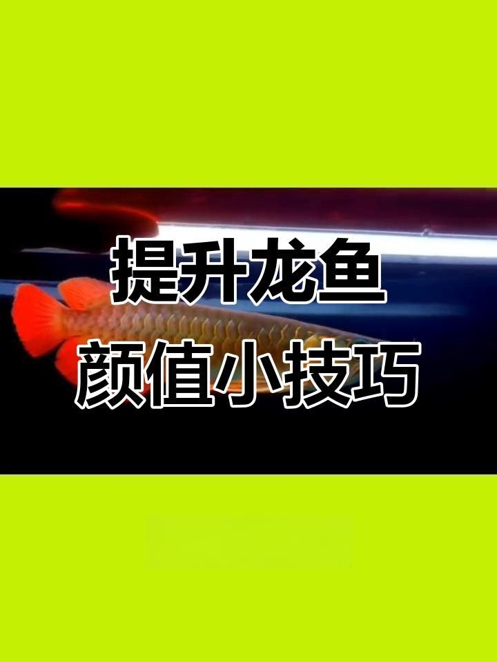 龍魚胡須斷了，還能長出來嗎（龍魚胡須受損后長出肉瘤，最需要避免的三種情況）