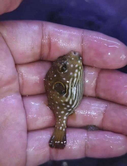 狗頭魚最忌三種東西，斑馬狗頭最怕三種顏色龍襄愛養寵聽（養狗頭魚最忌三種東西）