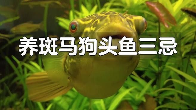 狗頭魚最忌三種東西，斑馬狗頭最怕三種顏色龍襄愛養寵聽（養狗頭魚最忌三種東西）