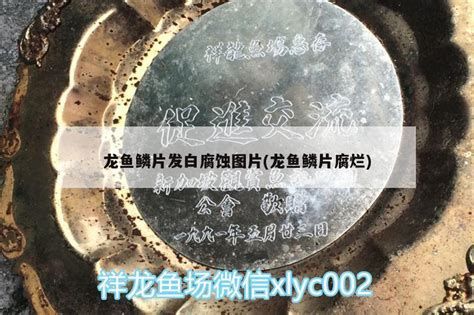 龍魚鱗腐爛的核心治療方案及詳細步驟及詳細操作步驟（龍魚鱗腐爛怎么辦）