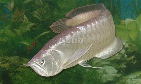 銀龍魚苗混養方案（適合與銀龍魚苗混養的魚類，飛鳳魚、地圖魚、招財魚）