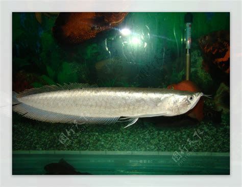銀龍魚苗混養方案（適合與銀龍魚苗混養的魚類，飛鳳魚、地圖魚、招財魚）