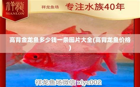 龍魚的價格計算（影響龍魚價格的因素）