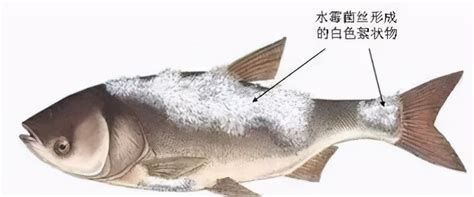 龍魚眼睛出現白色絮狀如何預防龍魚眼睛出現白色絮狀物（如何有效預防龍魚眼睛出現白色絮狀物）