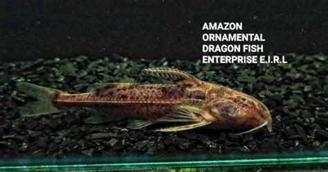 龍魚喂食蜈蚣的詳細(xì)注意事項(xiàng)（魚喂食蜈蚣時(shí)需要注意以下幾點(diǎn)：蜈蚣并非龍魚的天然食物來源）