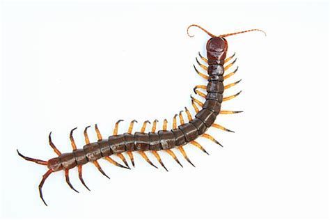 龍魚喂食蜈蚣的詳細(xì)注意事項(xiàng)（魚喂食蜈蚣時(shí)需要注意以下幾點(diǎn)：蜈蚣并非龍魚的天然食物來源）
