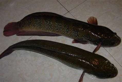 炸鱗的龍魚是否可以喂食？（炸鱗的龍魚可以喂食嗎）
