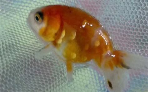 龍魚炸鱗后換水詳解（約1000字）炸鱗后的換水原則（龍魚炸鱗后換水詳解）