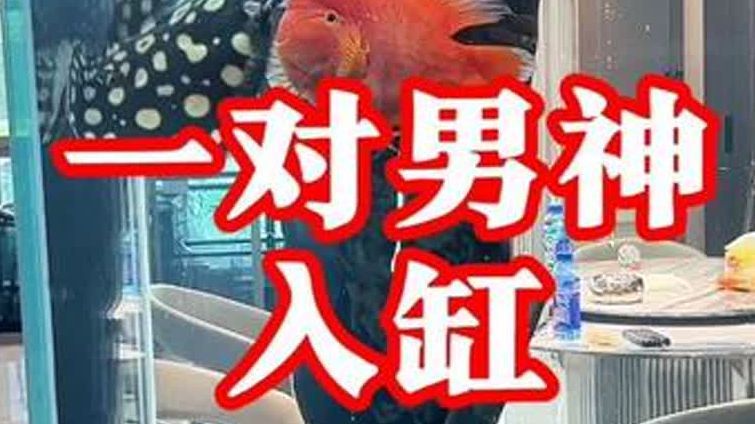 紅龍魚適應新水環境需要從水質參數、行為表現及生理狀態等維度（判斷紅龍魚是否適應新水通常需要一個“適應期”）
