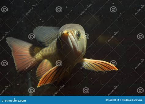 翹頭龍魚，金龍魚，選擇哪種魚更好（翹頭龍魚vs金龍魚：翹頭龍魚vs金龍魚：詳盡對比分析）