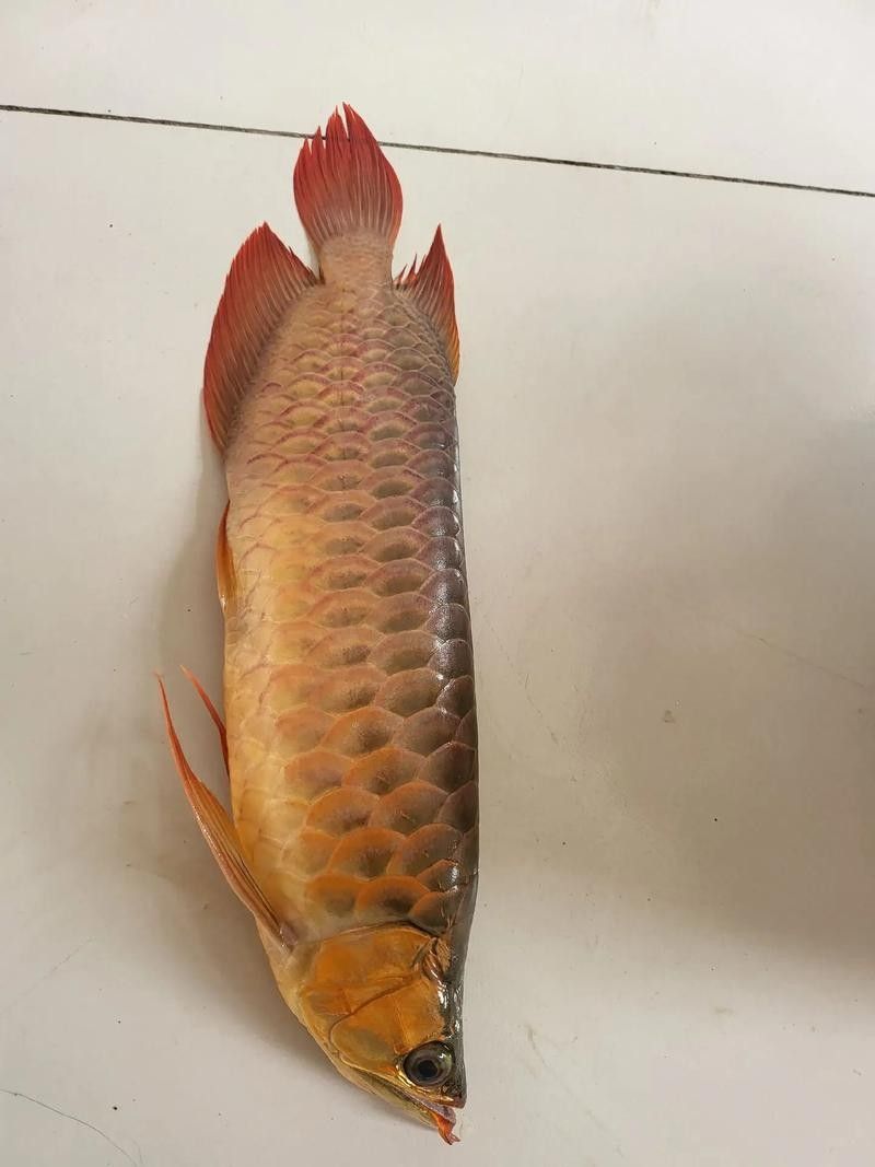 2023年臨沂河?xùn)|龍魚價格及圖片2023年臨沂河?xùn)|地區(qū)龍魚價格（2023年臨沂河?xùn)|地區(qū)龍魚價格及圖片）