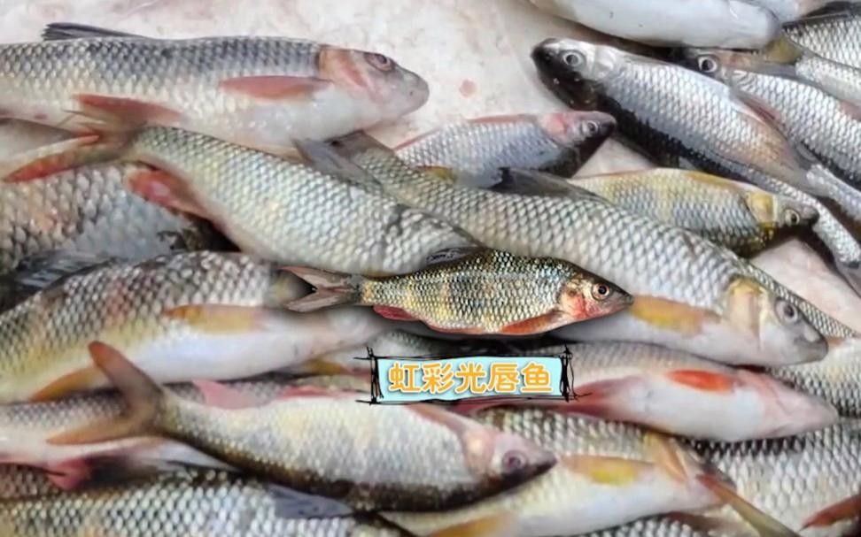 陵水河中常見的魚類（<strong><mark>海南</mark></strong>島特有淡水魚類大盤點南海博物館近腹吸鰍屬聽）