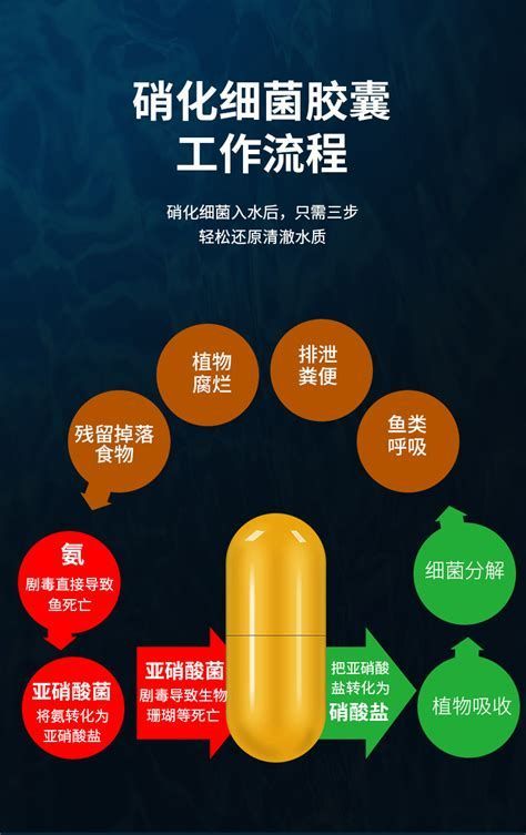 龍魚硝化細菌膠囊推薦品牌：硝化細菌膠囊推薦品牌（龍魚硝化細菌膠囊推薦）