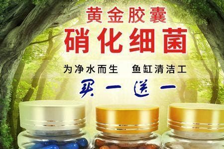 龍貓和貓可以一起養嗎，貓和貓能否一起養，龍貓和貓一起養的成功案例分享