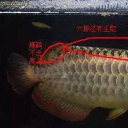 龍魚鱗片變白的首要因素是關鍵，預防龍魚鱗片變白的首要因素（如何預防龍魚鱗片變白）