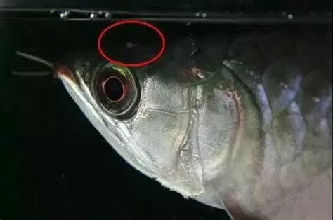 龍魚得了病后多久會死亡取決于多種疾病的類型、嚴重程度以及治療措施（龍魚在得了病后多久會死亡）