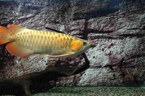 龍魚尾鰭變黑（俗稱“黑鰭”或“黑鰭病”是疾病的征兆（龍魚尾部變黑怎么辦）