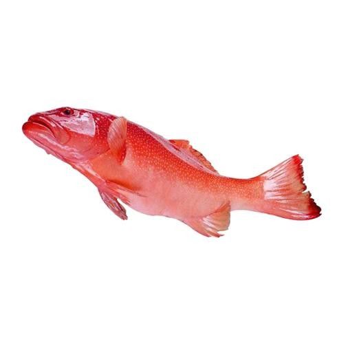 紅斑魚的圖片（紅斑魚圖片欣賞）