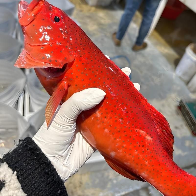紅斑魚的圖片（紅斑魚圖片欣賞）