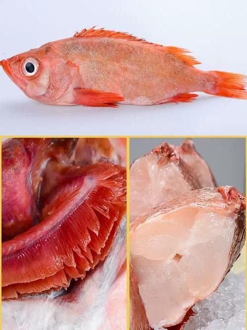 紅斑魚的圖片（紅斑魚圖片欣賞）