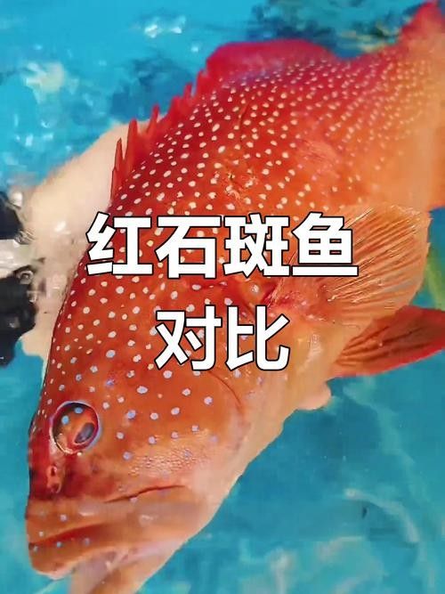 紅斑魚的圖片（紅斑魚圖片欣賞）