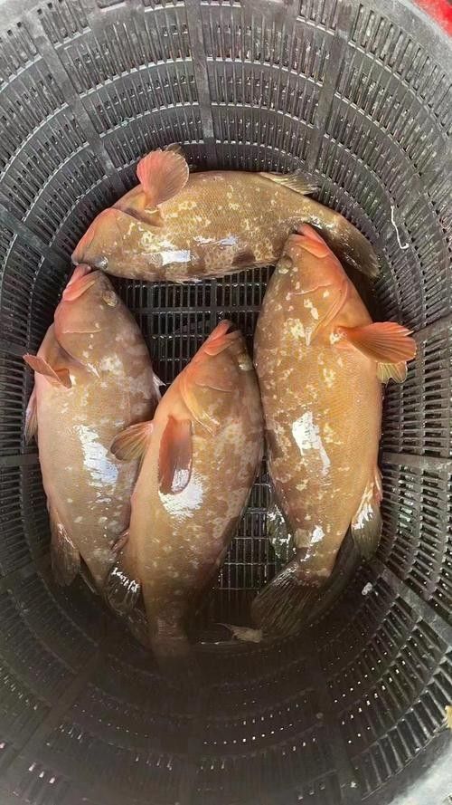 紅斑魚的圖片（紅斑魚圖片欣賞）