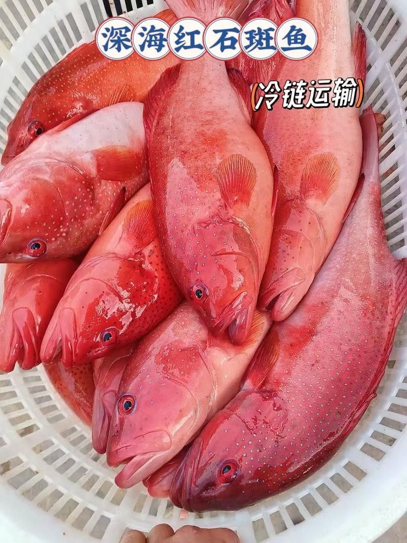 紅斑魚的圖片（紅斑魚圖片欣賞）