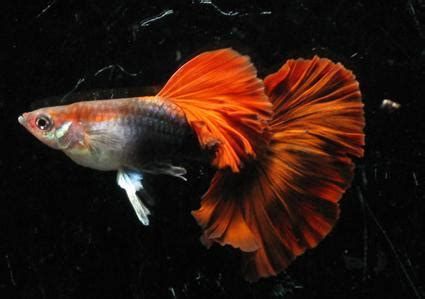 龍魚眼睛凸出的典型癥狀，龍魚眼睛凸出的典型癥狀和解決方法（龍魚單眼外凸是怎么回事？是否需要立即換水？）