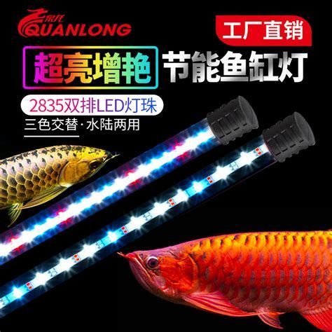 龍魚飼養所需主要設備詳解，幫助您打造舒適且美觀的家（龍魚飼養所需主要設備）