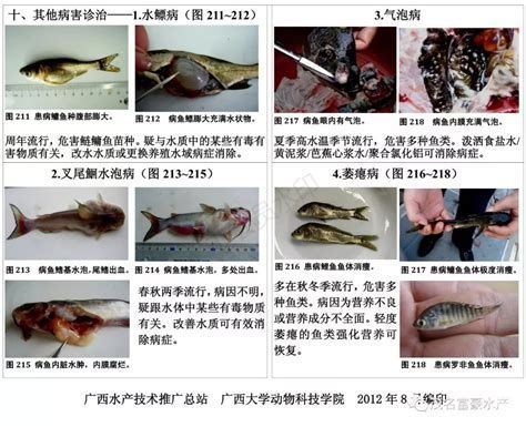 龍魚“須根白霜”診療指南，龍魚須根白霜診療圖譜（龍魚“須根白霜”診療指南）