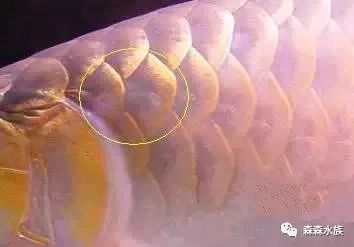 龍魚(yú)鱗片發(fā)白是怎么回事（如何確定龍魚(yú)鱗白的原因觀(guān)察和分析來(lái)確定龍魚(yú)鱗白的原因）