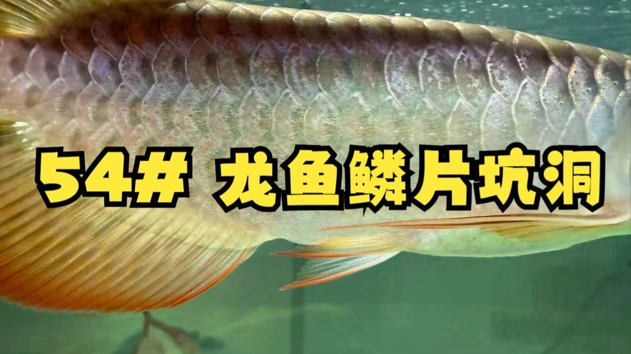 B級過背金龍魚能養多大？（b級過背金龍魚價格是多少b級過背金龍魚需要多久換一次水）