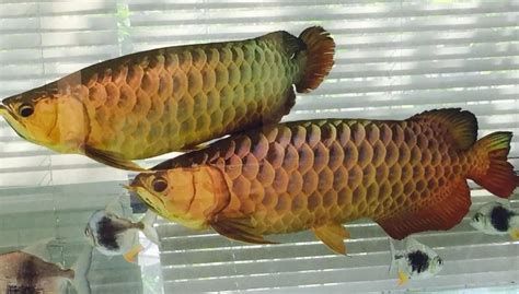 龍魚顏色變淺是由于多種原因造成的（龍魚的顏色變淺如何恢復）