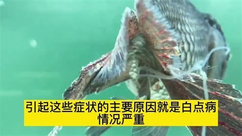 龍魚鱗片上出現(xiàn)白色斑點，可以采用以下幾種方法，您可以有效消除（如何有效消除龍魚白點病）