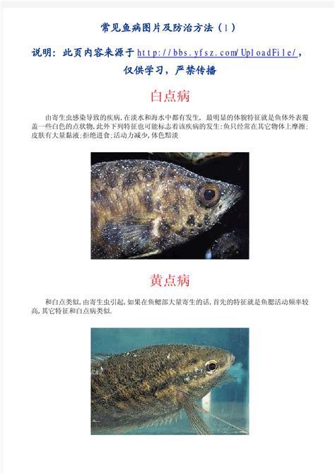 龍魚（arowana）白色塊狀物可能的病因詳解（龍魚白色塊狀物可能的病因詳解）