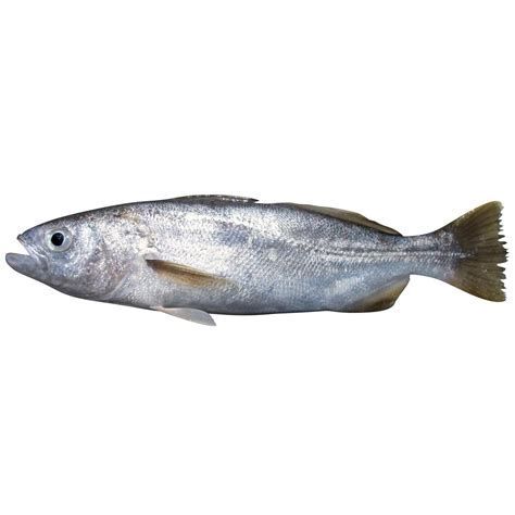 龍魚眼上白膜的治療流程（魚眼上白膜的恢復(fù)時間）