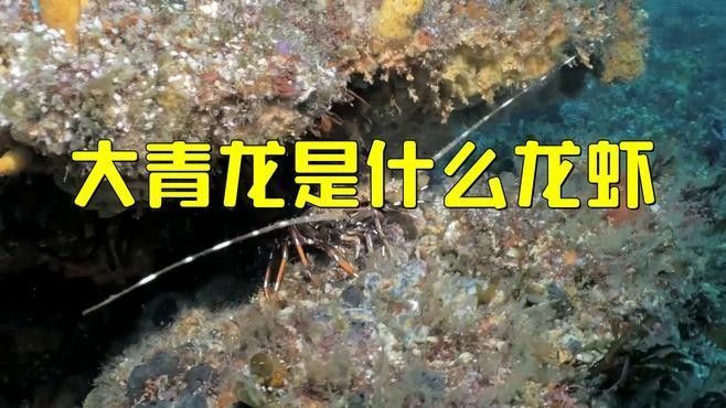 錦繡龍蝦的學名和基本特征（大青龍蝦和小青龍蝦的區別，大青龍蝦的繁殖方式是什么）